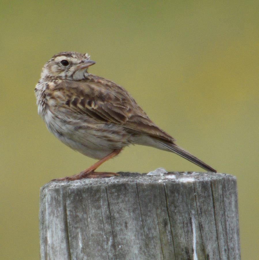 Songlark rufous 2022 0010.JPG